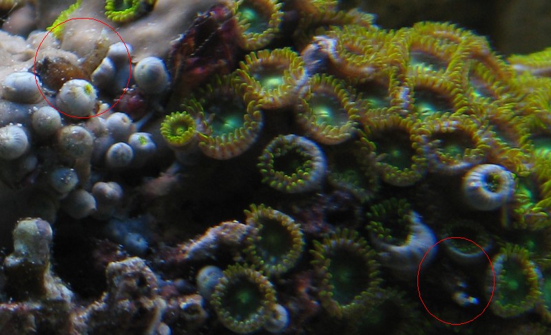 Vermetid Snails Coral Dip